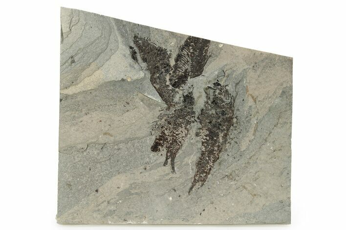 Fossil Fish (Knightia) Mortality Plate - Wyoming #257158